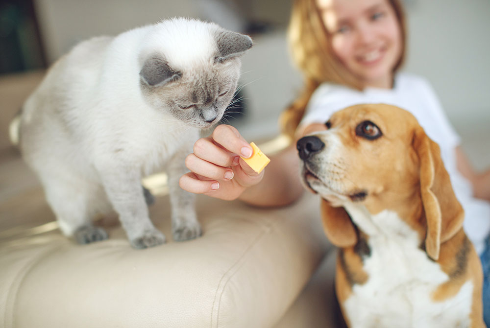 a person feeding a cat to a dog