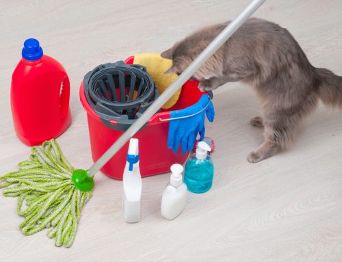 Paws and Protect: Understanding Common Household Pet Dangers