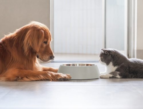 Debunking 5 Pet Nutrition Myths