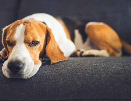 Pet Health SOS: Warning Signs You Should Never Ignore