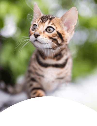 Tammy_Hughes_bg_img